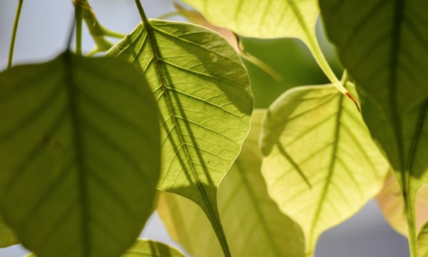 Sacred fig (Peepal in English)