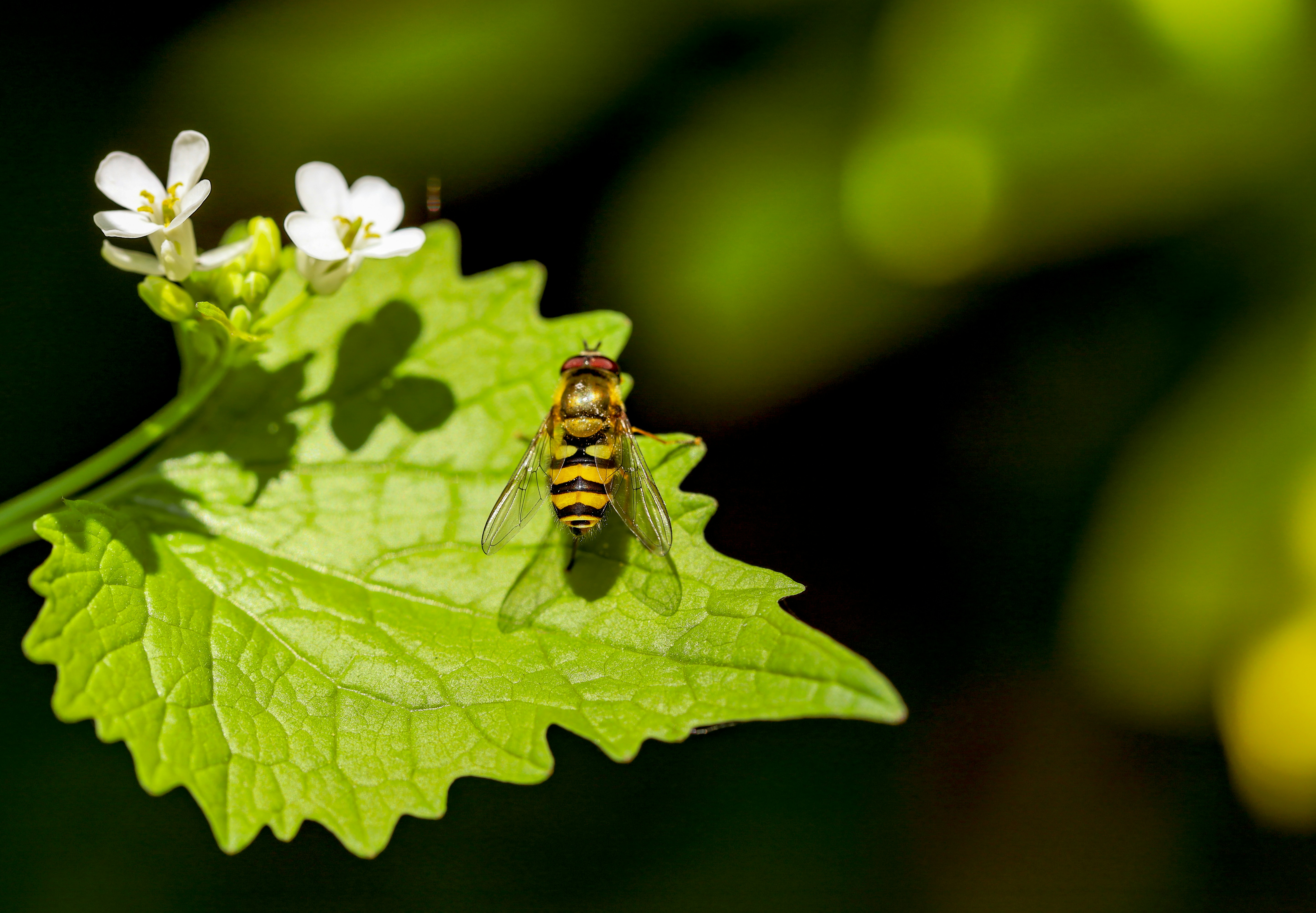 Abeille menacée par un frelon asiatique