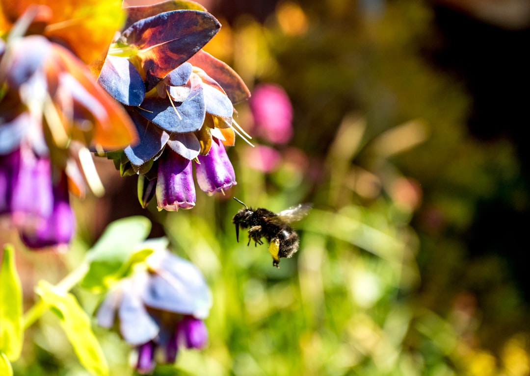 black and yellow bee on purple flower