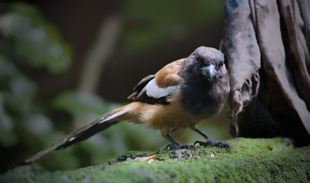 black and brown bird on tree branch