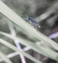 A close-up of a dark-colored insect with long antennae perched on a green blade of grass. The background is blurred, featuring more blades of grass and a mix of soft green and gray tones.
