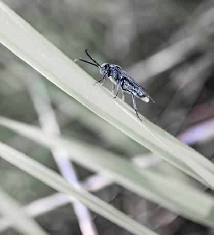 A close-up of a dark-colored insect with long antennae perched on a green blade of grass. The background is blurred, featuring more blades of grass and a mix of soft green and gray tones.