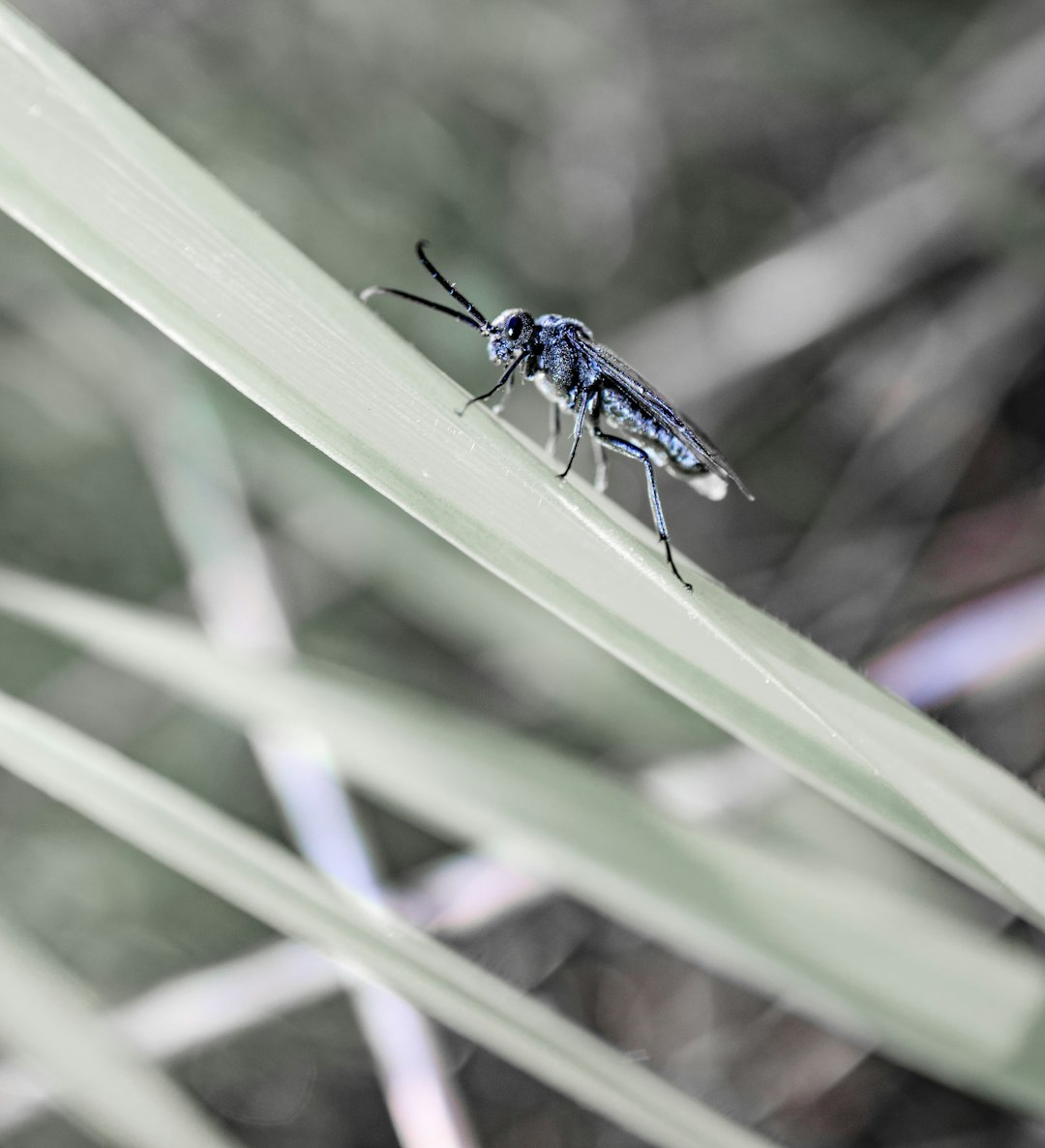 blue and black insect on green grass during daytime