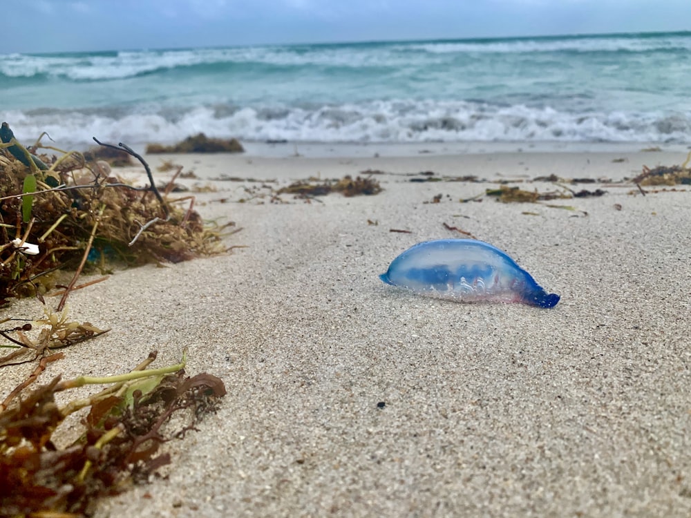 blue and white sea creature on beach shore during daytime