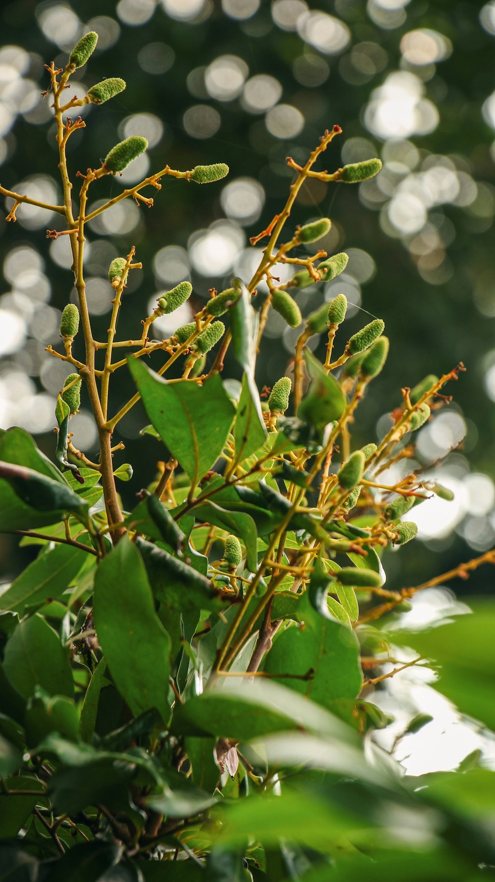 green leaves with white flowers