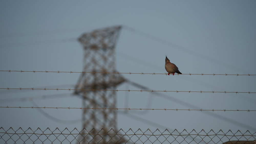brown bird on gray wire fence during daytime