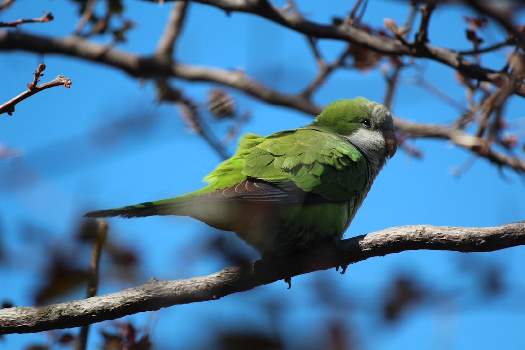 photo of Montevideo Wildlife near Palacio Legislativo