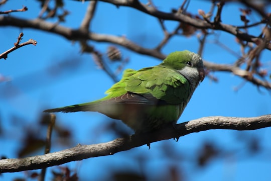 green bird on brown tree branch in Montevideo Uruguay