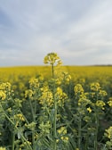A field densely filled with tall, blooming yellow flowers, likely canola or rapeseed, stretches to the horizon under a hazy sky with soft cloud formations.