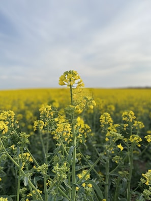 A field densely filled with tall, blooming yellow flowers, likely canola or rapeseed, stretches to the horizon under a hazy sky with soft cloud formations.