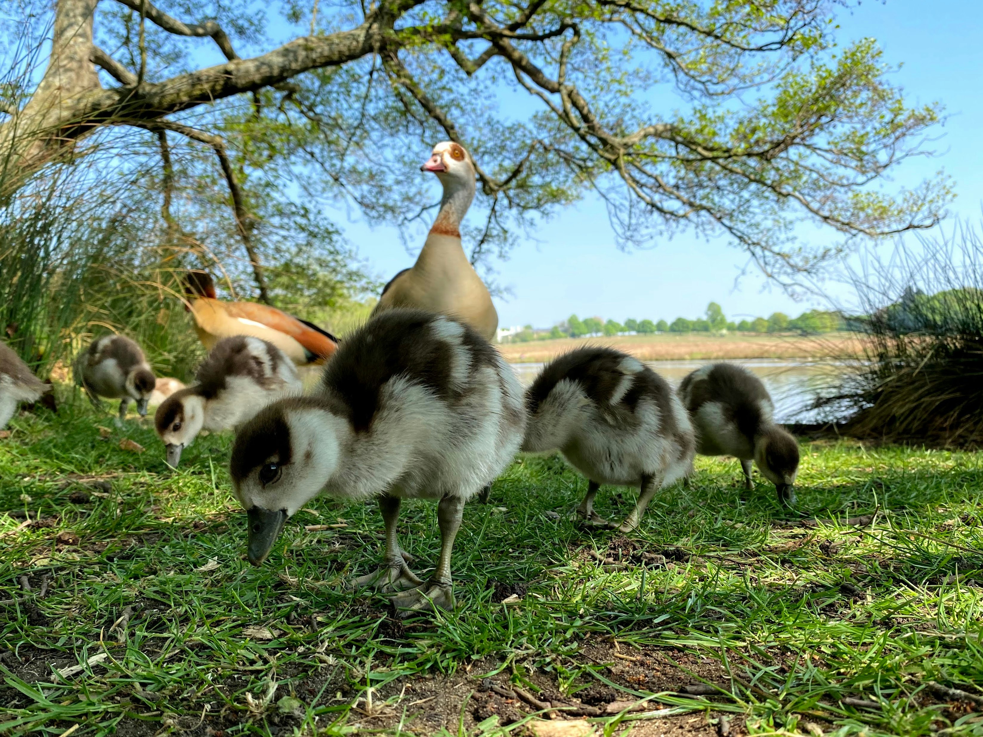 flock of geese on green grass field during daytime