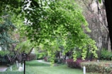 A lush garden scene with vibrant green leaves cascading from a tree branch. The background features a pathway meandering through neatly trimmed grass, surrounded by various bushes and trees. There's a small informational signboard visible along the path.