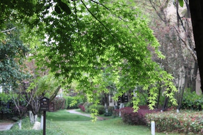 A lush garden scene with vibrant green leaves cascading from a tree branch. The background features a pathway meandering through neatly trimmed grass, surrounded by various bushes and trees. There's a small informational signboard visible along the path.