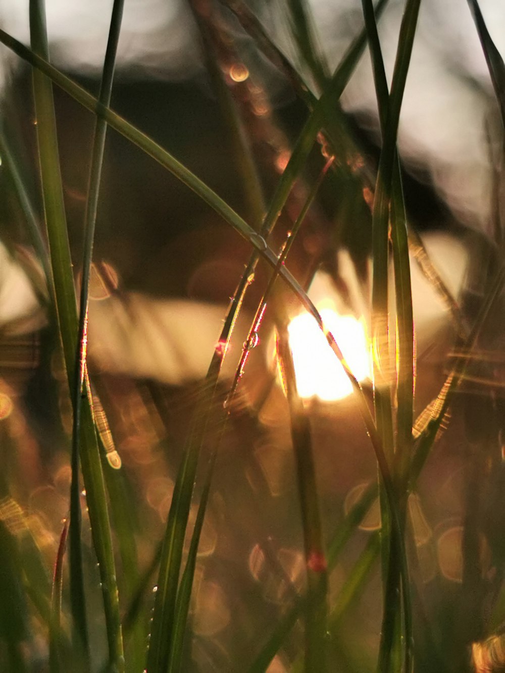 green grass with sun rays