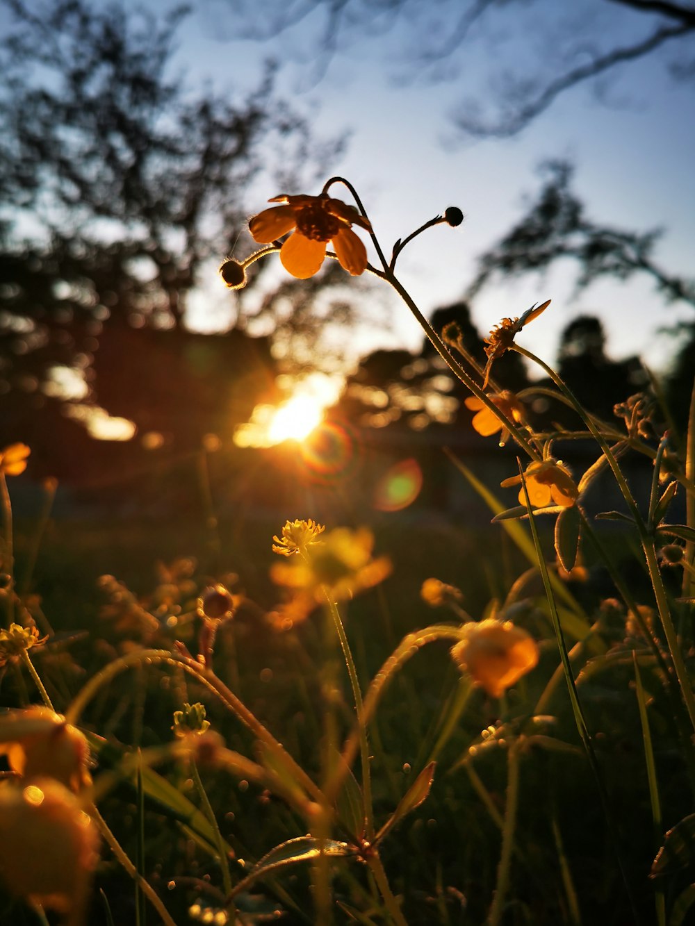 yellow flowers under blue sky during sunset