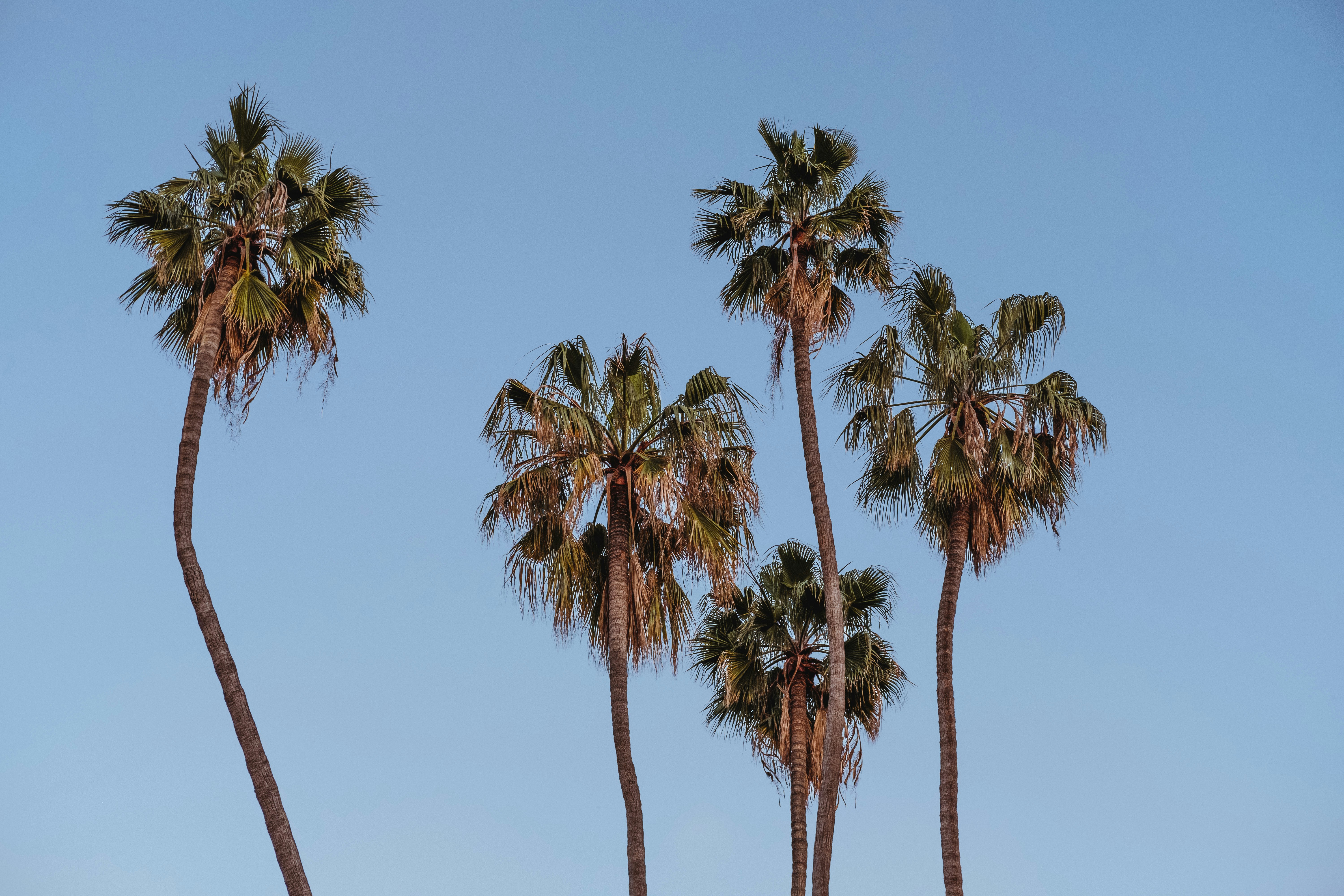 green palm trees under blue sky during daytime