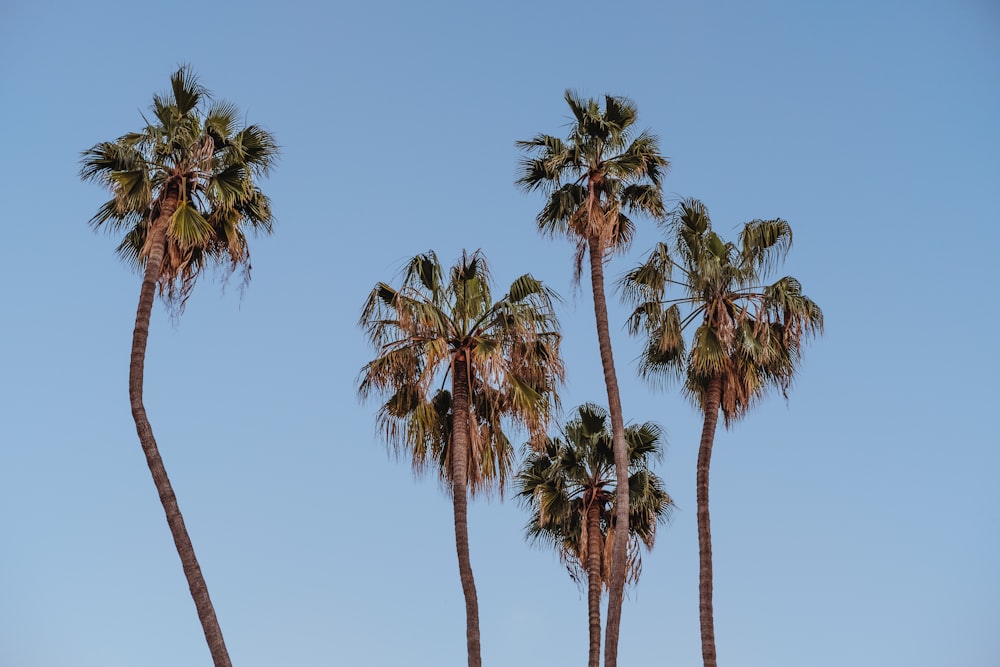 green palm trees under blue sky during daytime