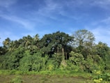 A wide shot of lush rubber trees interspersed with vibrant spice plants under a clear sky.