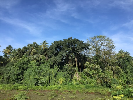 A lush rubber tree plantation with vibrant green leaves under a clear blue sky.