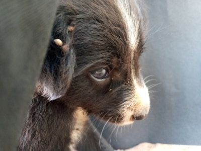 The image features a close-up of a black and white puppy. Its fur appears soft and its eyes are looking to the side, conveying a sense of curiosity or thoughtfulness. The background is plain and does not distract from the puppy, enhancing the focus on its expression and details.