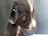 The image features a close-up of a black and white puppy. Its fur appears soft and its eyes are looking to the side, conveying a sense of curiosity or thoughtfulness. The background is plain and does not distract from the puppy, enhancing the focus on its expression and details.
