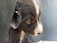 The image features a close-up of a black and white puppy. Its fur appears soft and its eyes are looking to the side, conveying a sense of curiosity or thoughtfulness. The background is plain and does not distract from the puppy, enhancing the focus on its expression and details.