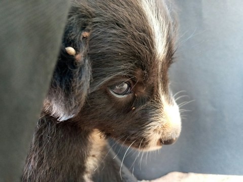The image features a close-up of a black and white puppy. Its fur appears soft and its eyes are looking to the side, conveying a sense of curiosity or thoughtfulness. The background is plain and does not distract from the puppy, enhancing the focus on its expression and details.