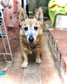 A small brown dog with large ears and a grey face stands on a brick path. It has a collar with a tag and is looking towards the camera. To the left, garments hang from a drying rack, and to the right, folded towels sit on a brick ledge.