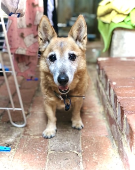 A small brown dog with large ears and a grey face stands on a brick path. It has a collar with a tag and is looking towards the camera. To the left, garments hang from a drying rack, and to the right, folded towels sit on a brick ledge.
