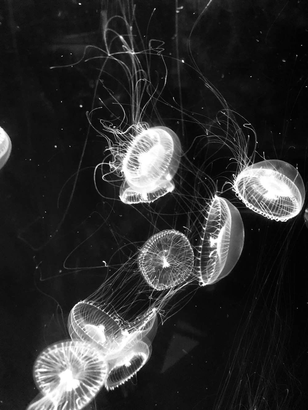 white and black jellyfish in water