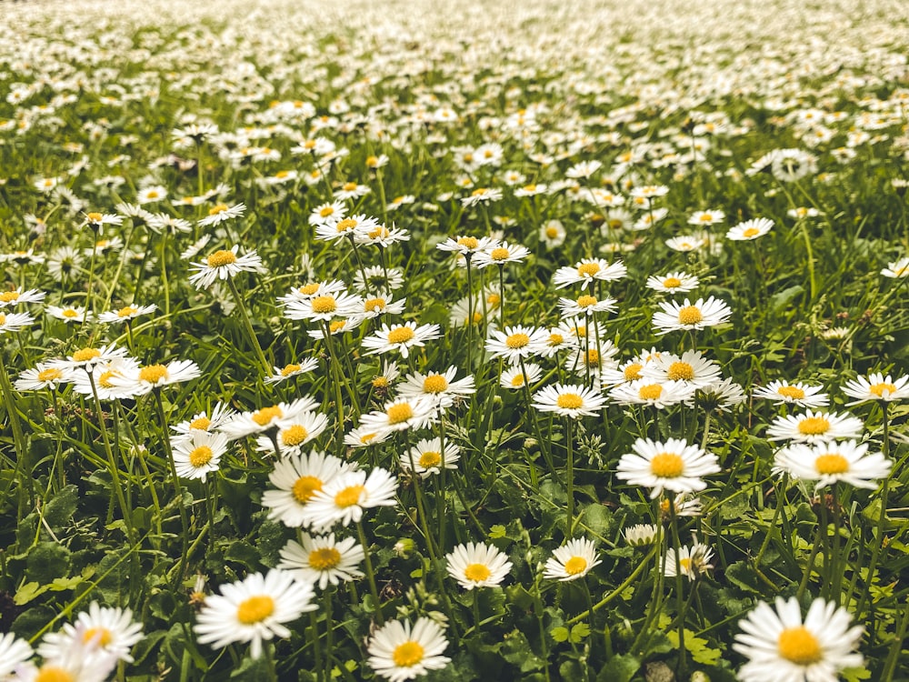 white and yellow flowers during daytime