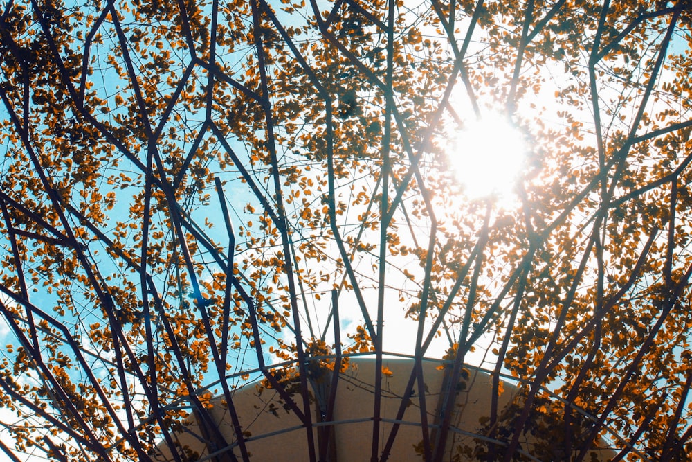 sun rays coming through trees