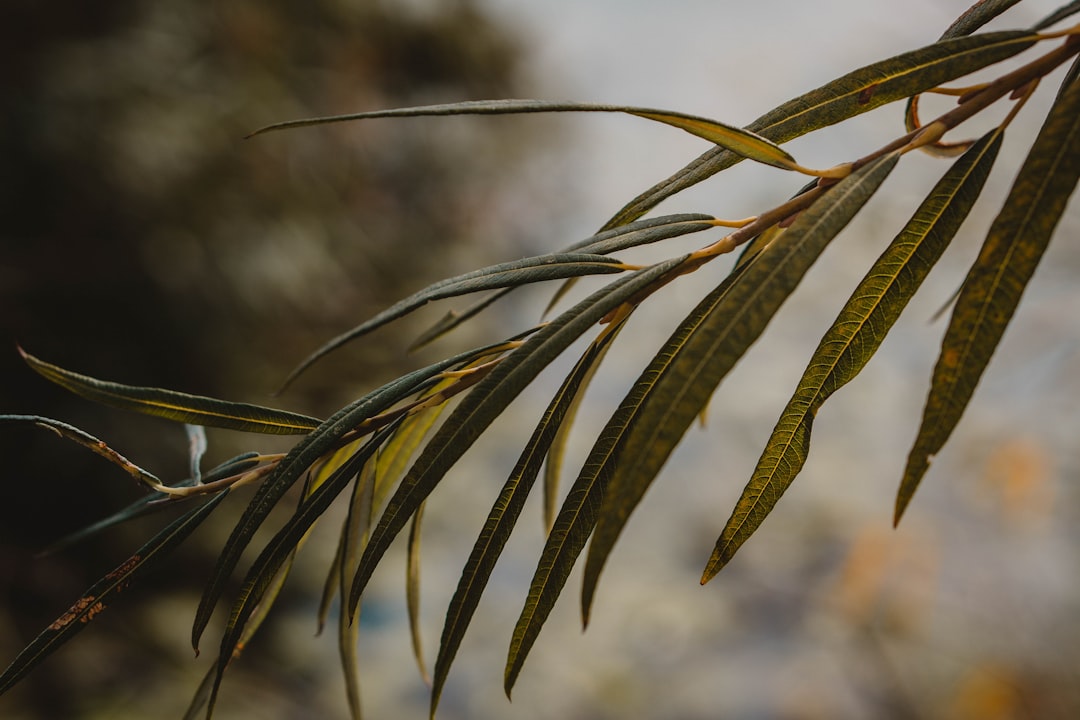 green leaf plant during daytime