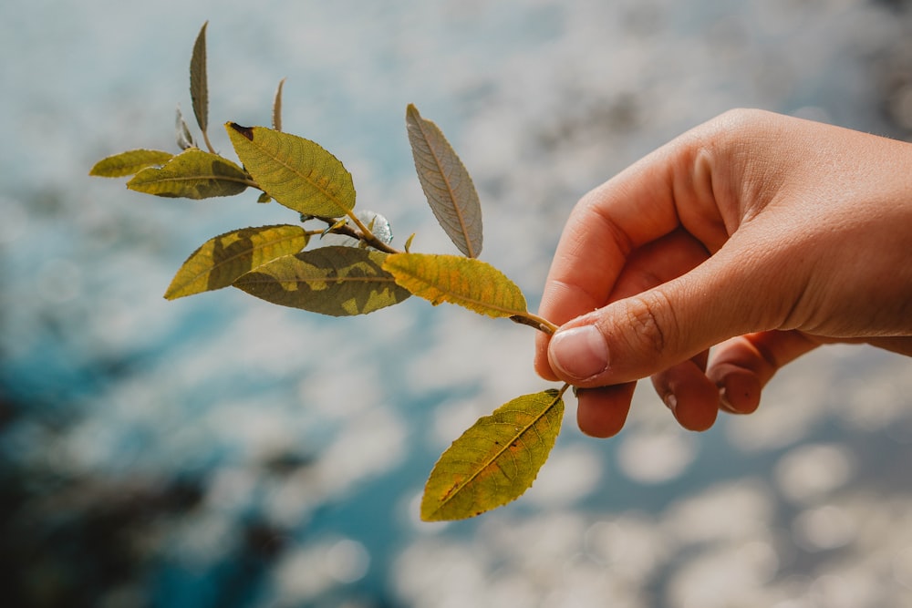 person holding green and brown leaf