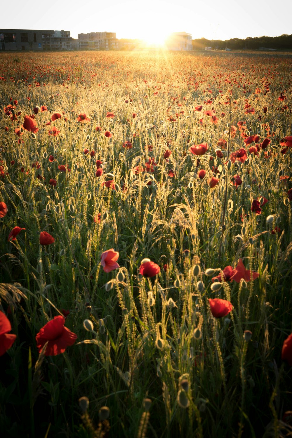 champ de fleurs rouges pendant la journée