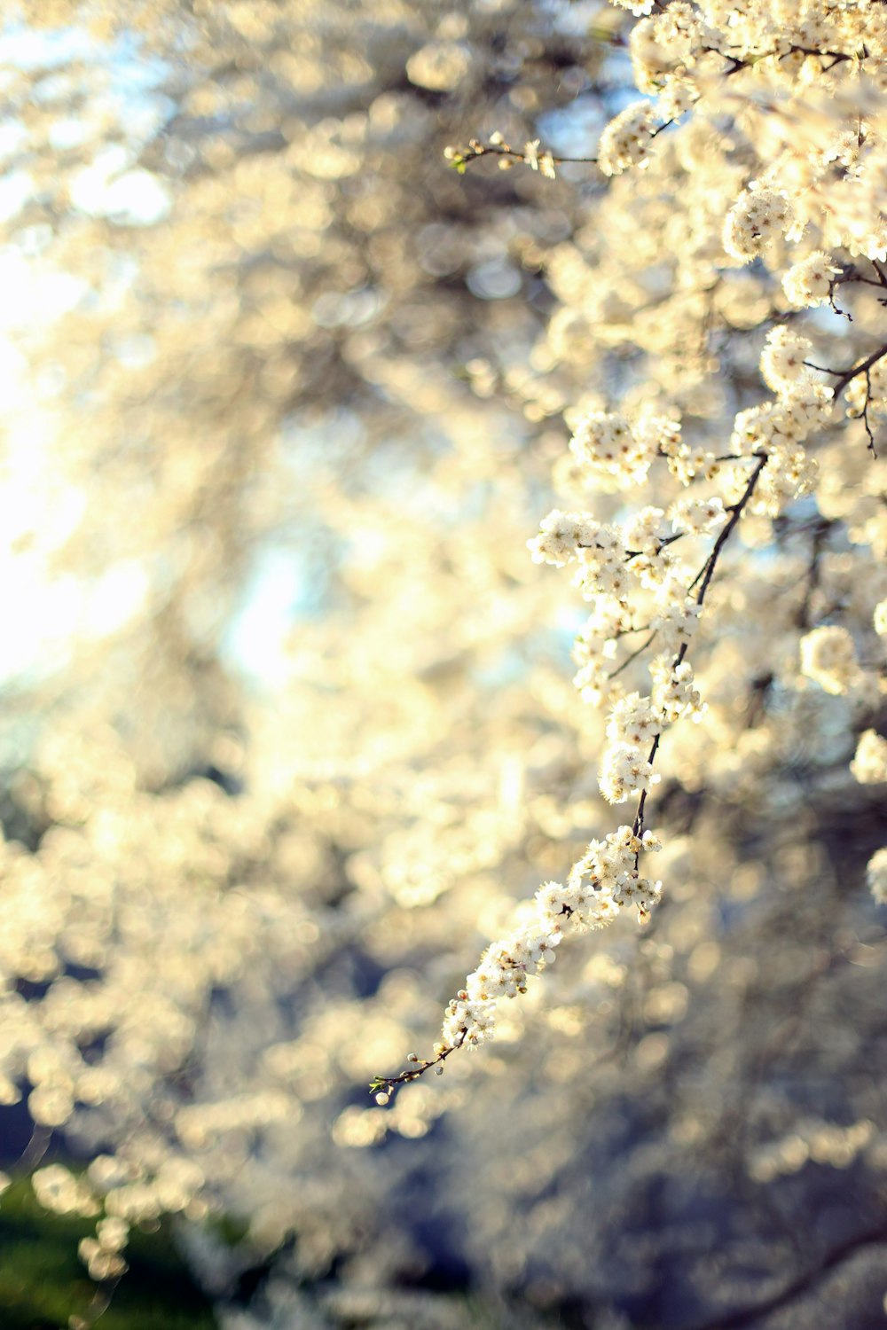 white flower in close up photography