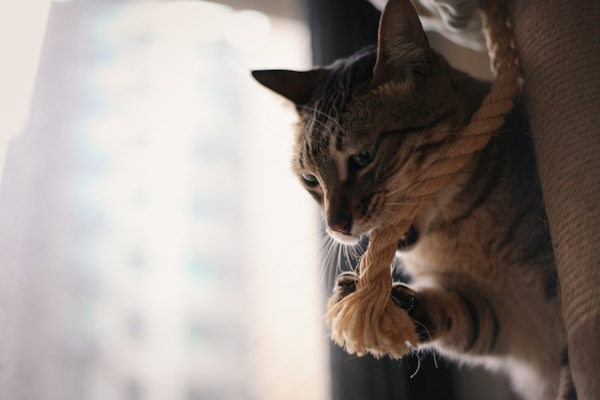 A tabby cat is playing with a thick rope, biting and pulling it with its paws. The background is blurred with a soft, pale color palette, giving an impression of an indoor space.