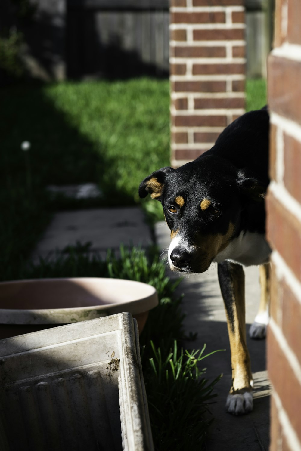 black and white short coated dog in brown plastic basin