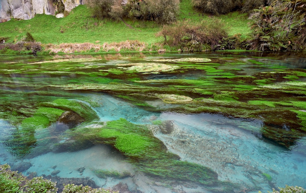 green water river near green trees during daytime