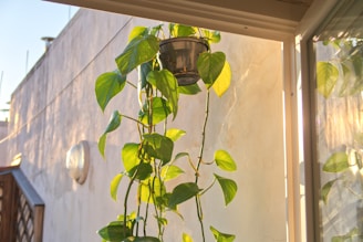 A lush green plant with heart-shaped leaves is growing in a black hanging pot, receiving warm sunlight through a window. The wall behind is plain with a sconce light fixture, and a few scattered shadows create a tranquil indoor setting.