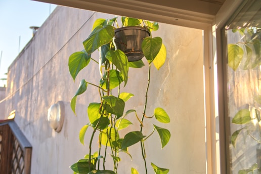 A lush green plant with heart-shaped leaves is growing in a black hanging pot, receiving warm sunlight through a window. The wall behind is plain with a sconce light fixture, and a few scattered shadows create a tranquil indoor setting.