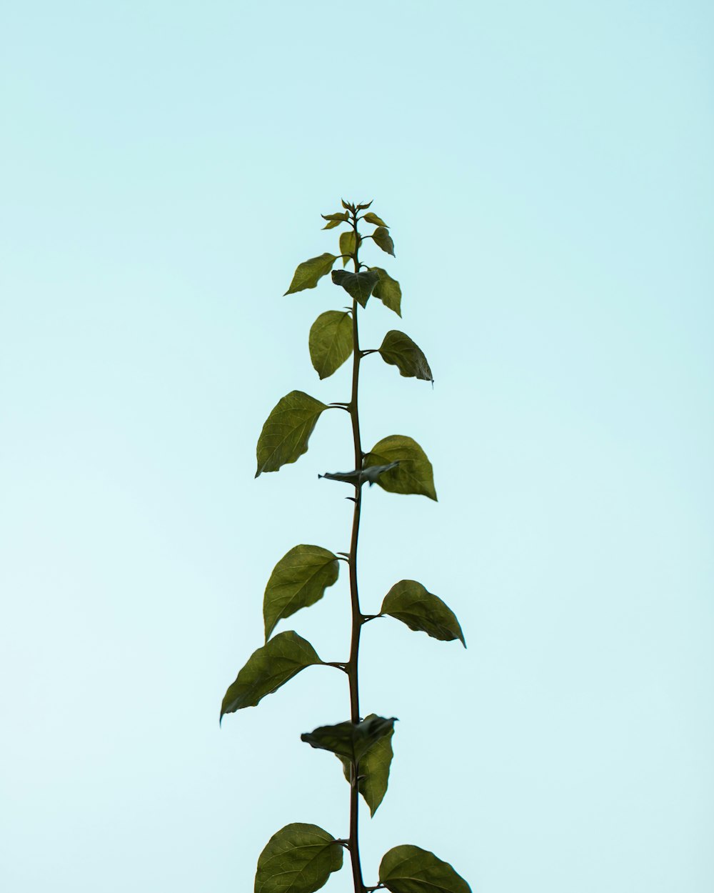 green leaves under white sky during daytime