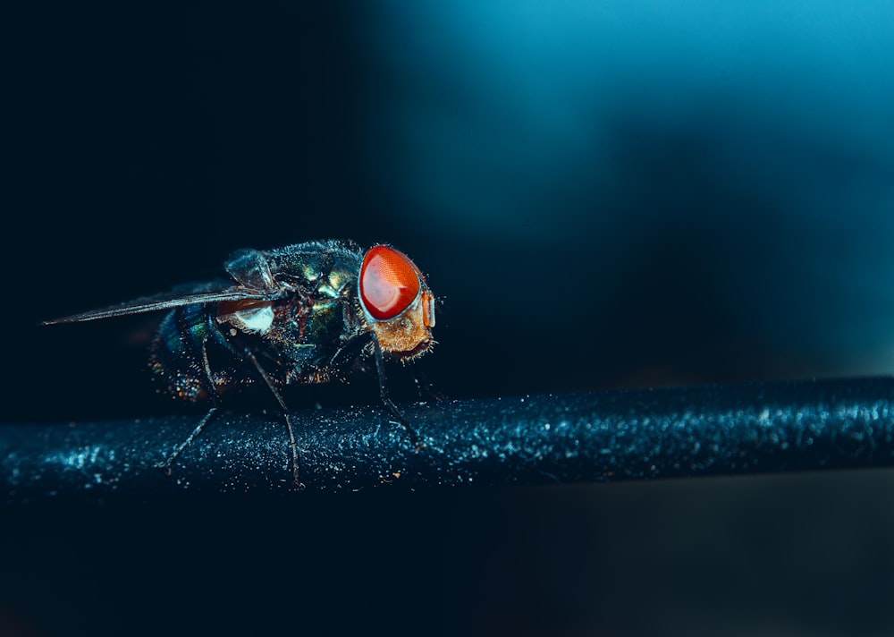 Mosca negra en la fotografía de primer plano