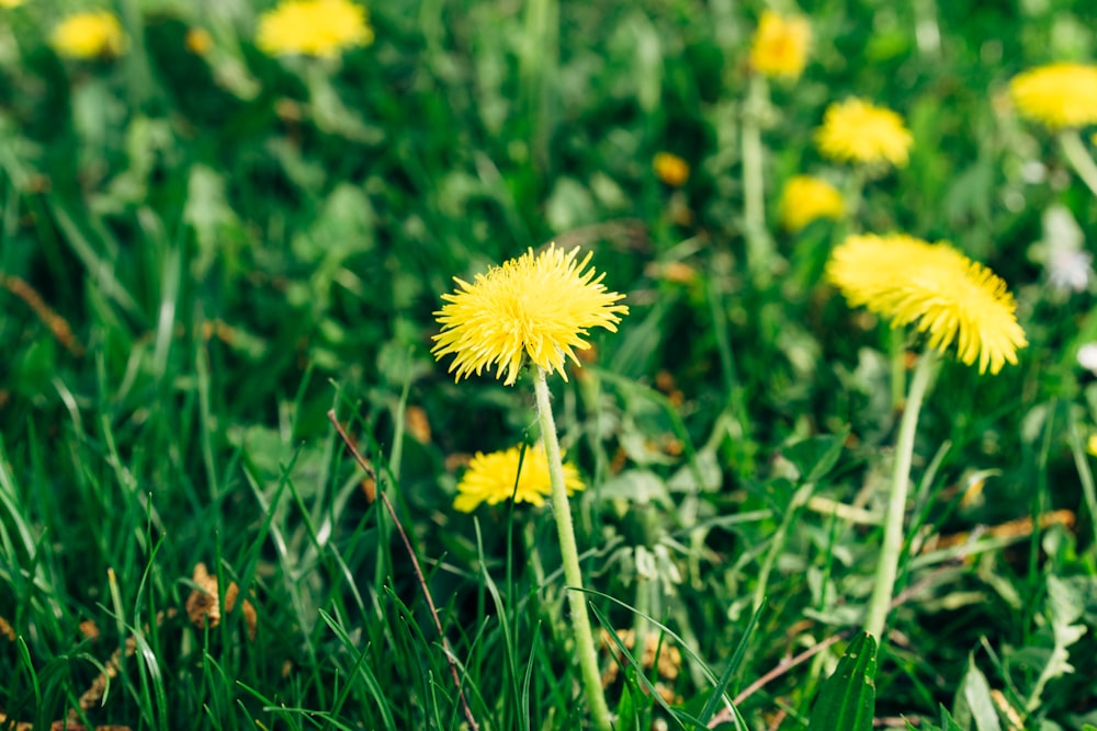 yellow flower on green grass during daytime