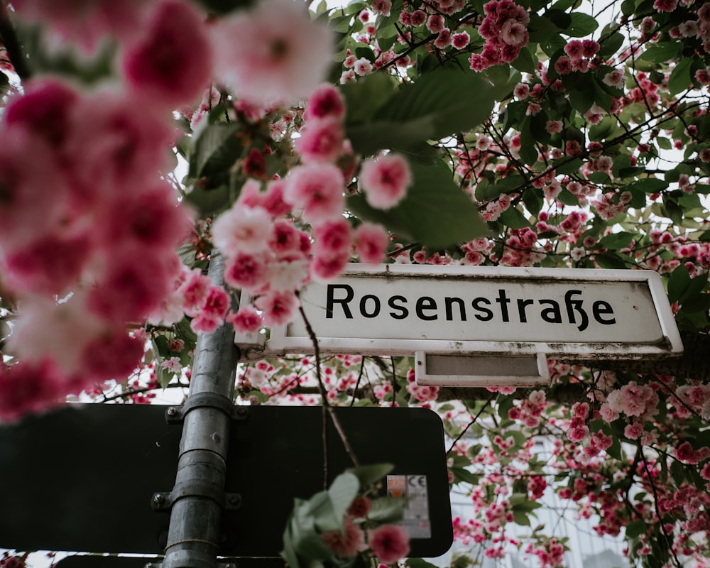 pink flowers with green leaves