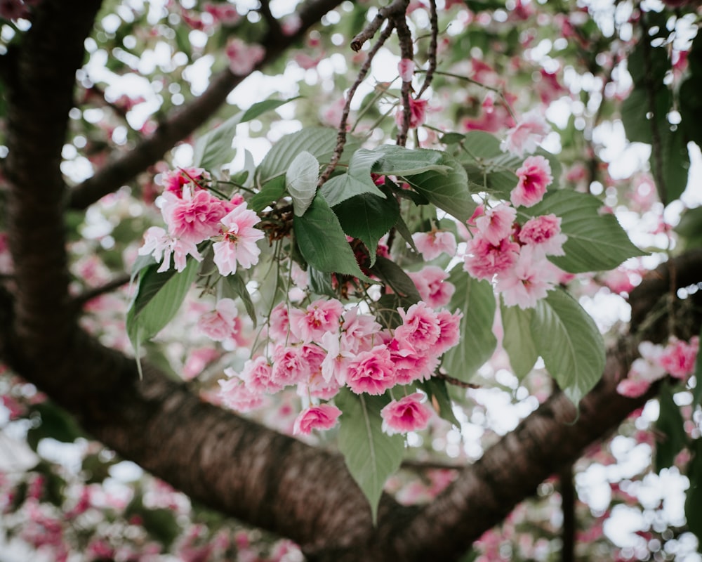 albero di ciliegio rosa in fiore durante il giorno