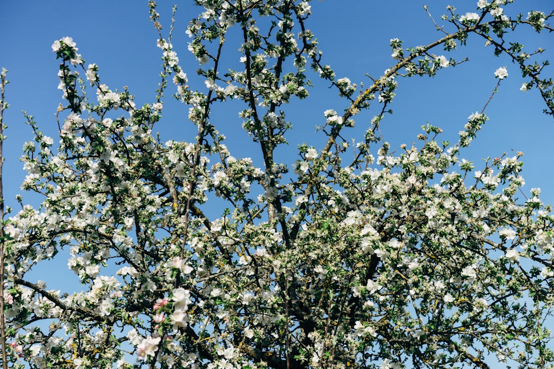 white cherry blossom under blue sky during daytime