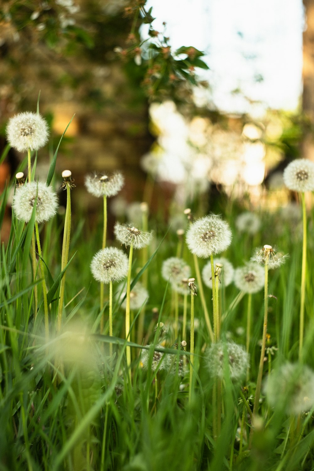 Flores blancas en lente de cambio de inclinación