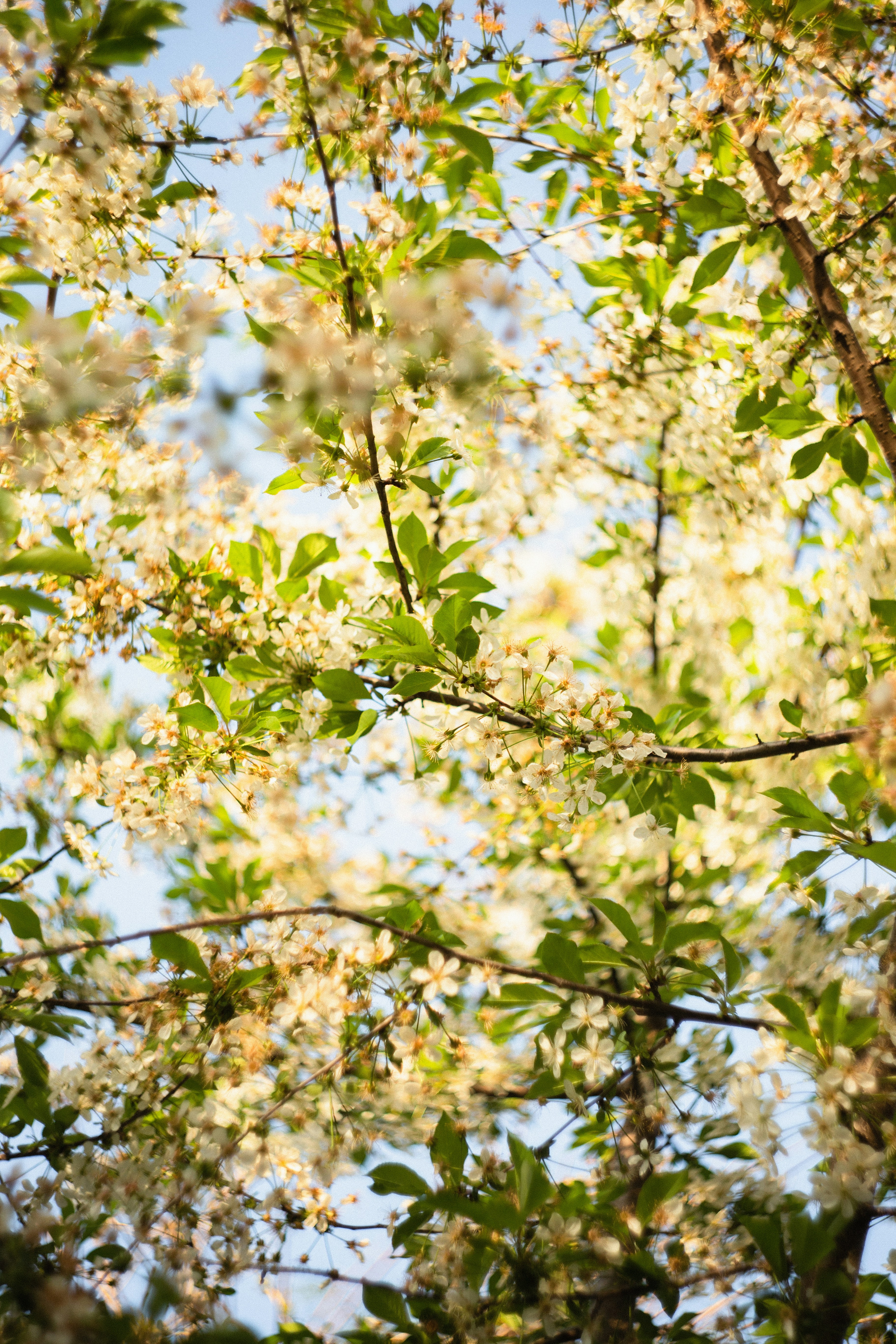 green and yellow leaf tree