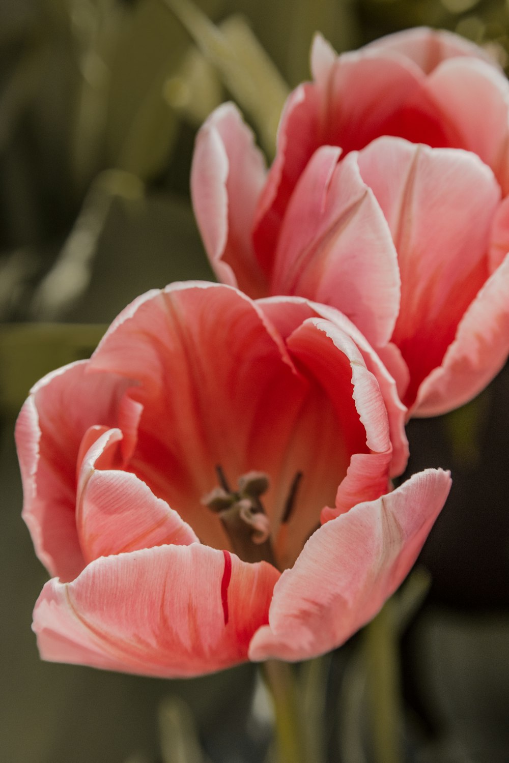 pink flower in tilt shift lens